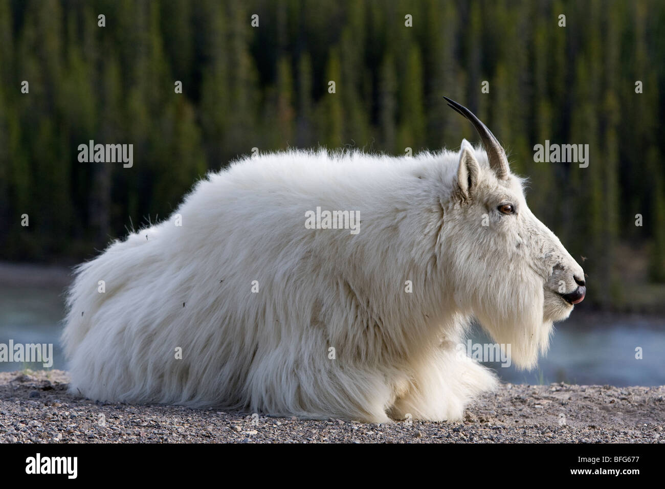 La chèvre de montagne (Oreamnos americanus), léchant le nez, Jasper National Park, Alberta, Canada. Banque D'Images
