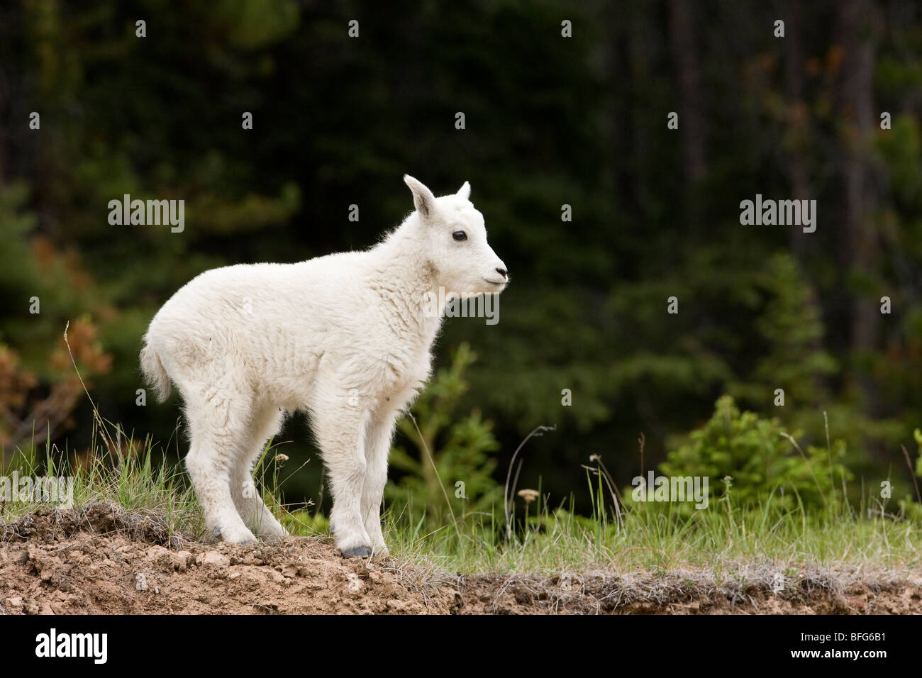 La chèvre de montagne (Oreamnos americanus), kid, Jasper National Park, Alberta, Canada. Banque D'Images