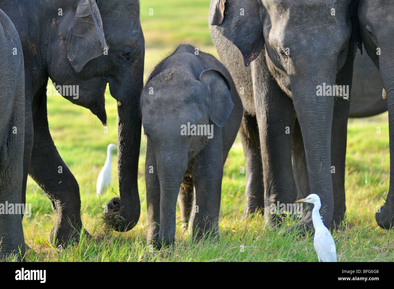 Le Parc National de Minneriya, au Sri Lanka, des éléphants au Parc National Minneriya, Sri Lanka Banque D'Images