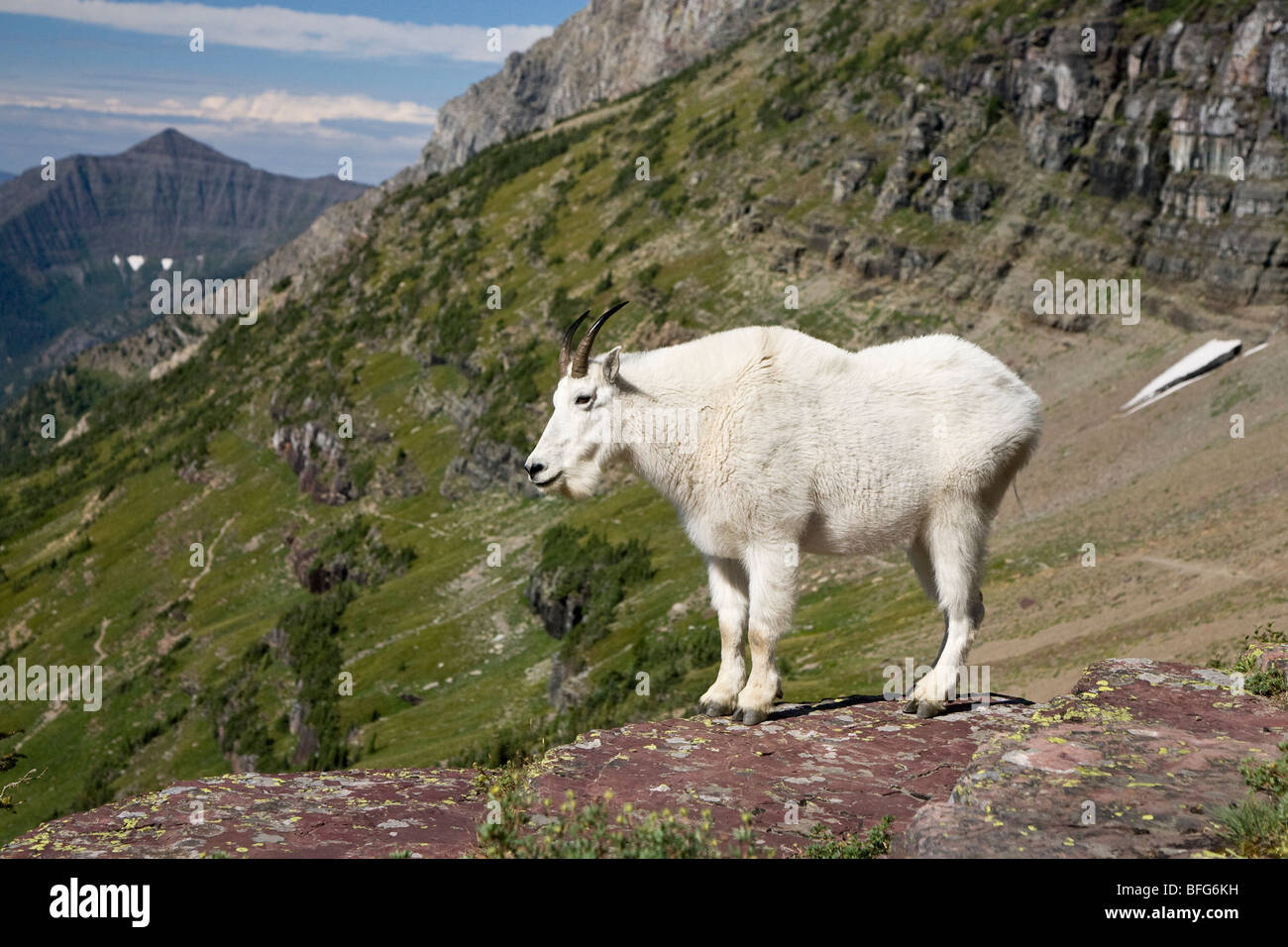 La chèvre de montagne (Oreamnos americanus), donnent sur le lac caché, Glacier National Park, Montana, USA. Banque D'Images