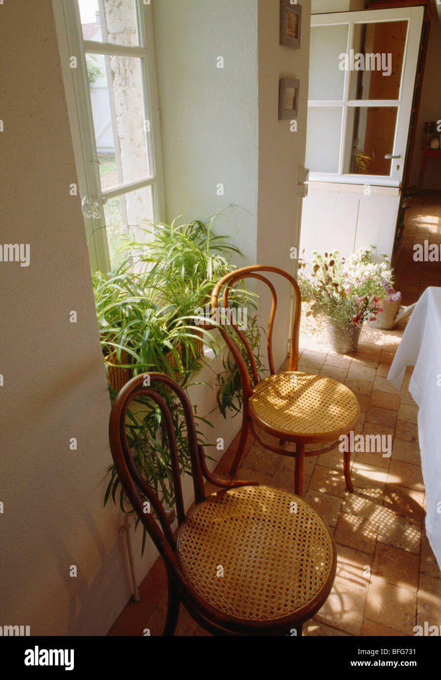 Chaises en bois cintré en face de fenêtre avec des plantes d'intérieur de salle à manger ensoleillée Banque D'Images