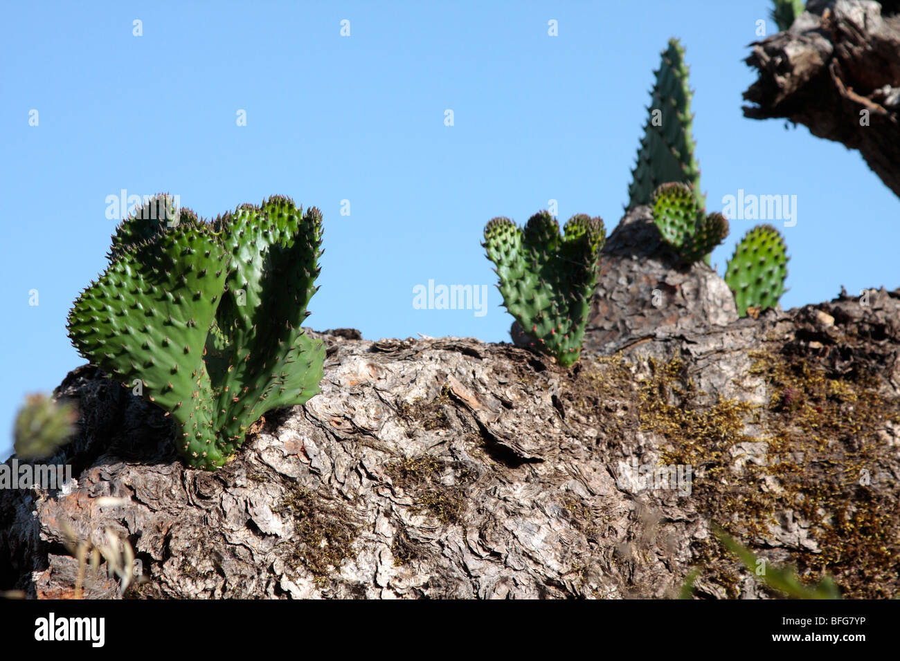 Un type de cactus avec nouvelle croissance provenant de vieilles pièces mortes sur El Hierro Iles Canaries Espagne Banque D'Images