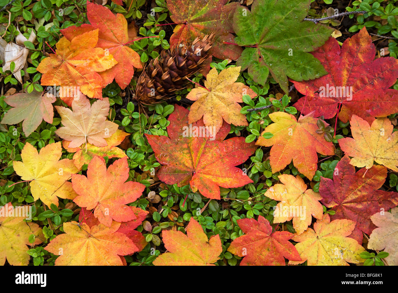 Feuilles d'érable dans une forêt du nord-ouest du Pacifique dans le changement de couleur d'automne en Octobre Banque D'Images