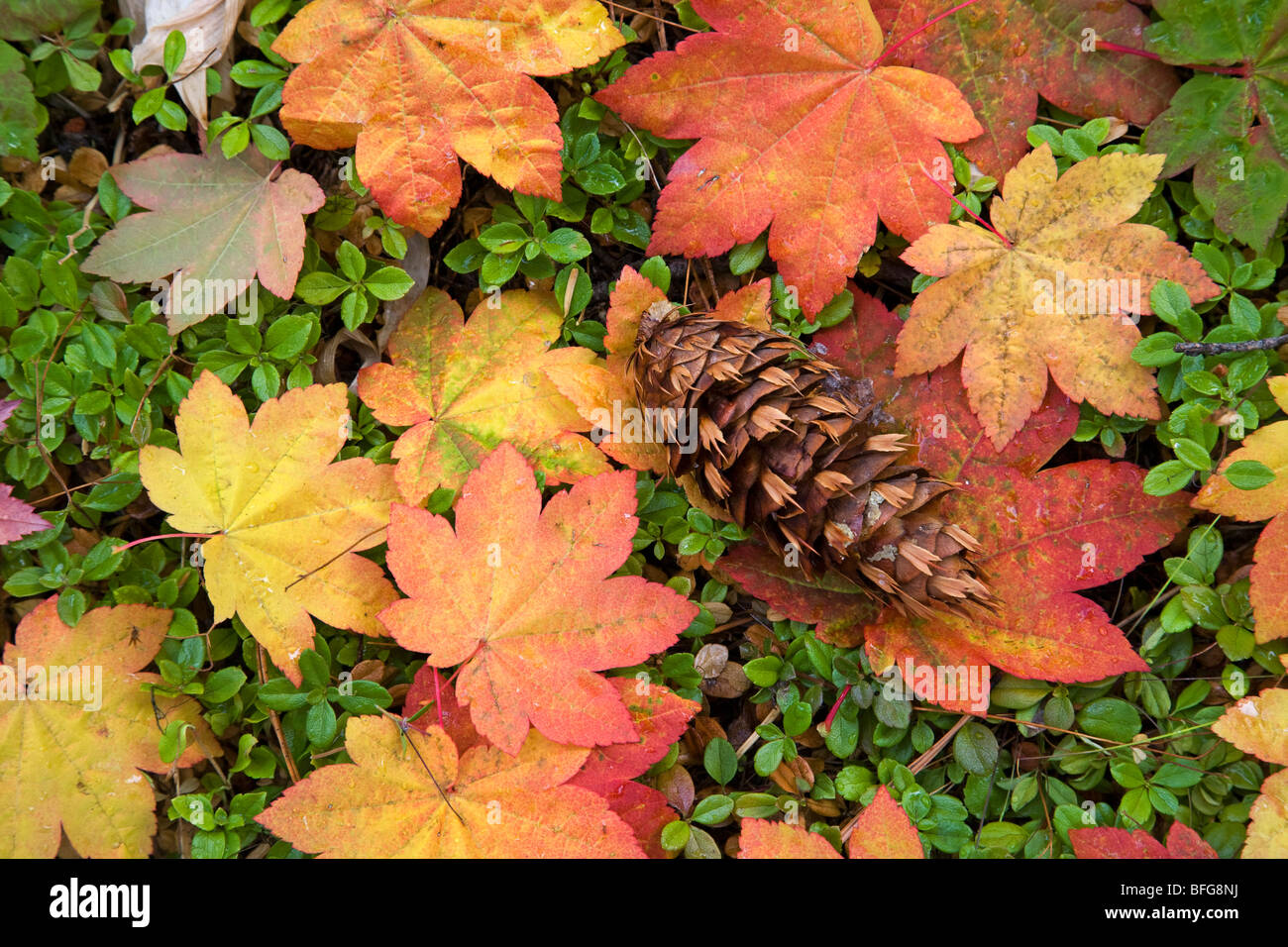 Feuilles d'érable dans une forêt du nord-ouest du Pacifique dans le changement de couleur d'automne en Octobre Banque D'Images