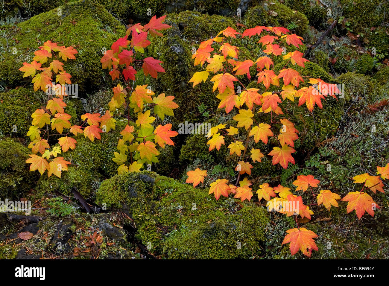Vine maple devient rouge et or en octobre l'automne dans les montagnes de l'Oregon Cascade Banque D'Images