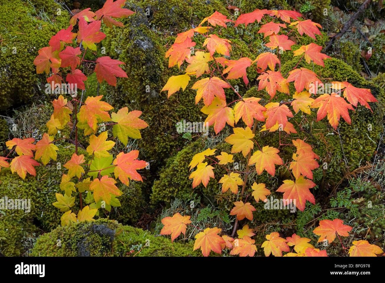 Vine maple circule à travers l'ancienne coulée de blocs rocheux en octobre l'automne dans les montagnes Cascade de l'Oregon. Banque D'Images