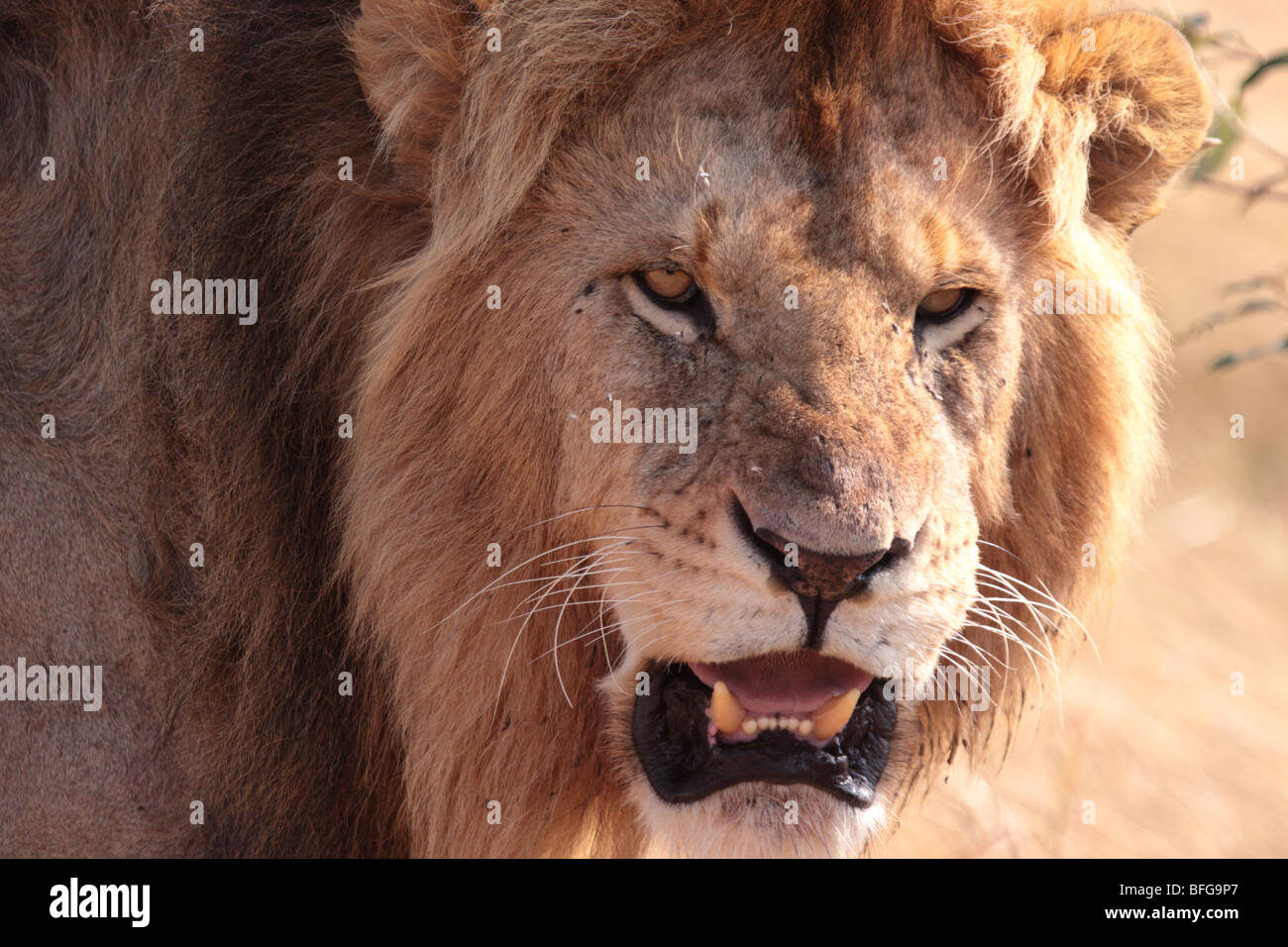 Close-up of male African lion Panthera leo dans le Masai Mara au Kenya Banque D'Images