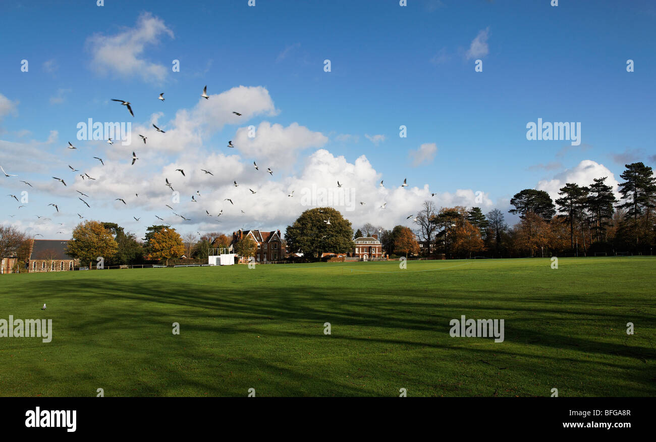 Un troupeau de mouettes tournoyant la vigne cricket ground, Sevenoaks, Kent Banque D'Images