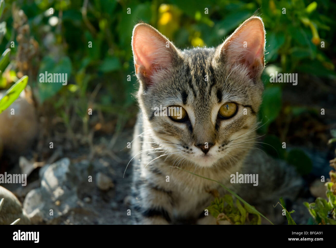 Tabby kitten looking at camera Banque D'Images