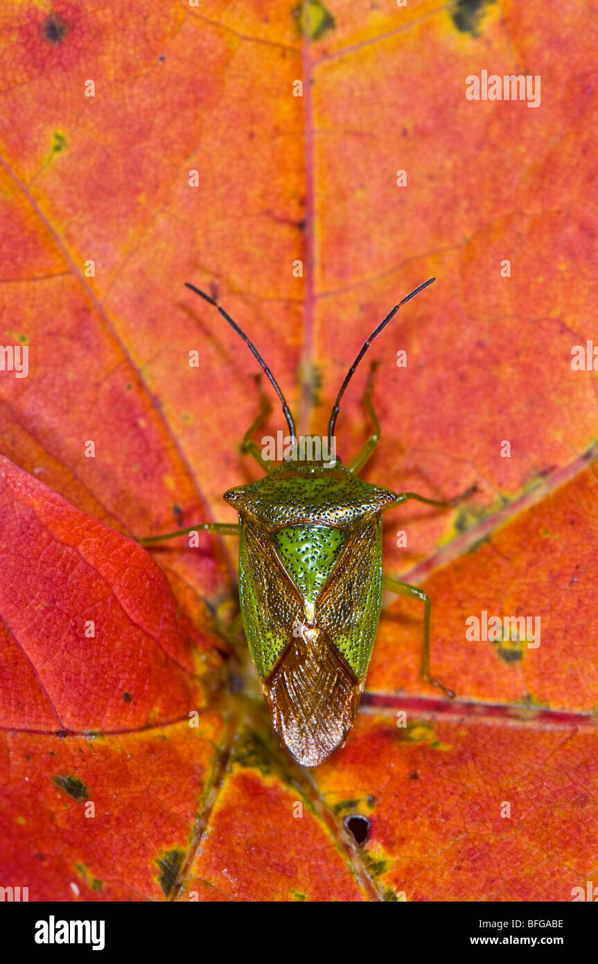Un gros plan d'un bug en utilisant son bouclier Hawthorn corps camouflage pour cacher contre le autumn orange/rouge couleur d'une feuille de platane Banque D'Images