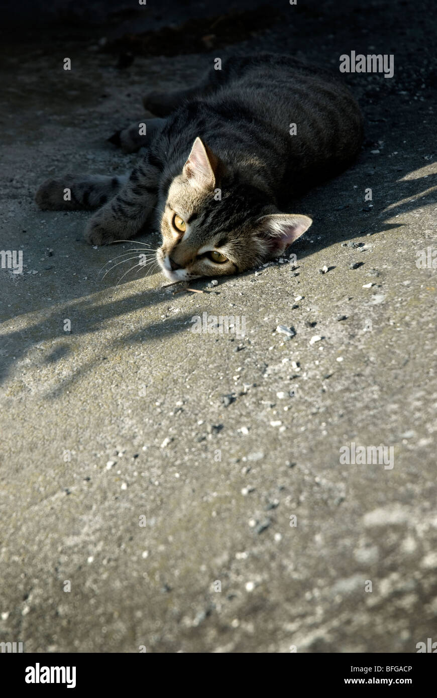 Tabby kitten lying in shade Banque D'Images