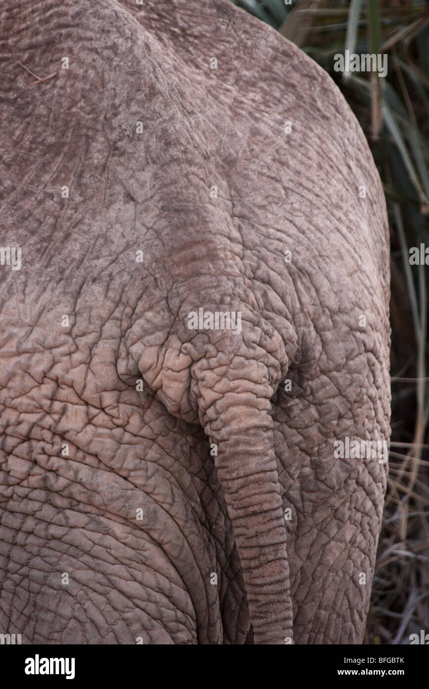 Les fesses déléphant Photo Stock - Alamy