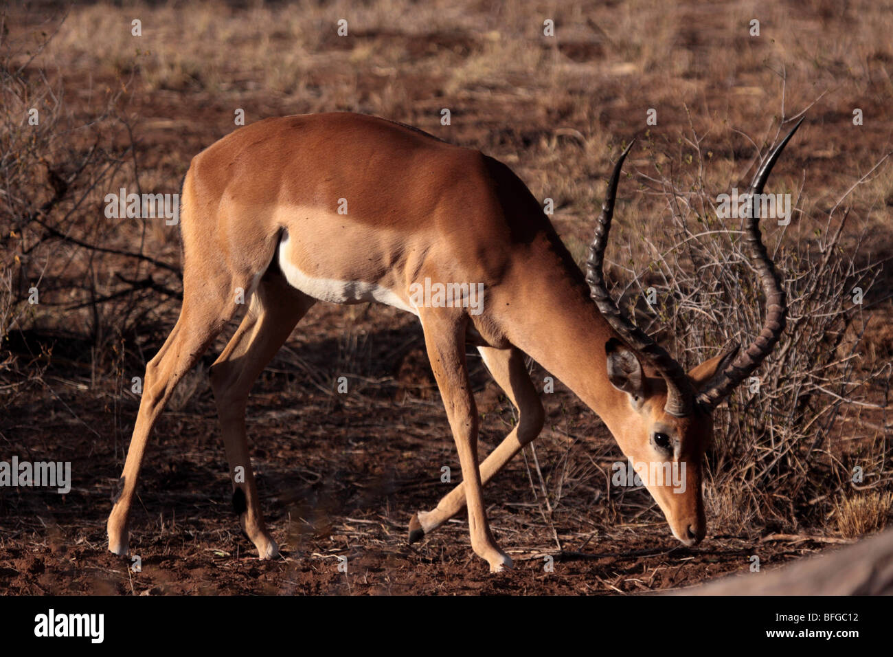 impala mâle Banque D'Images