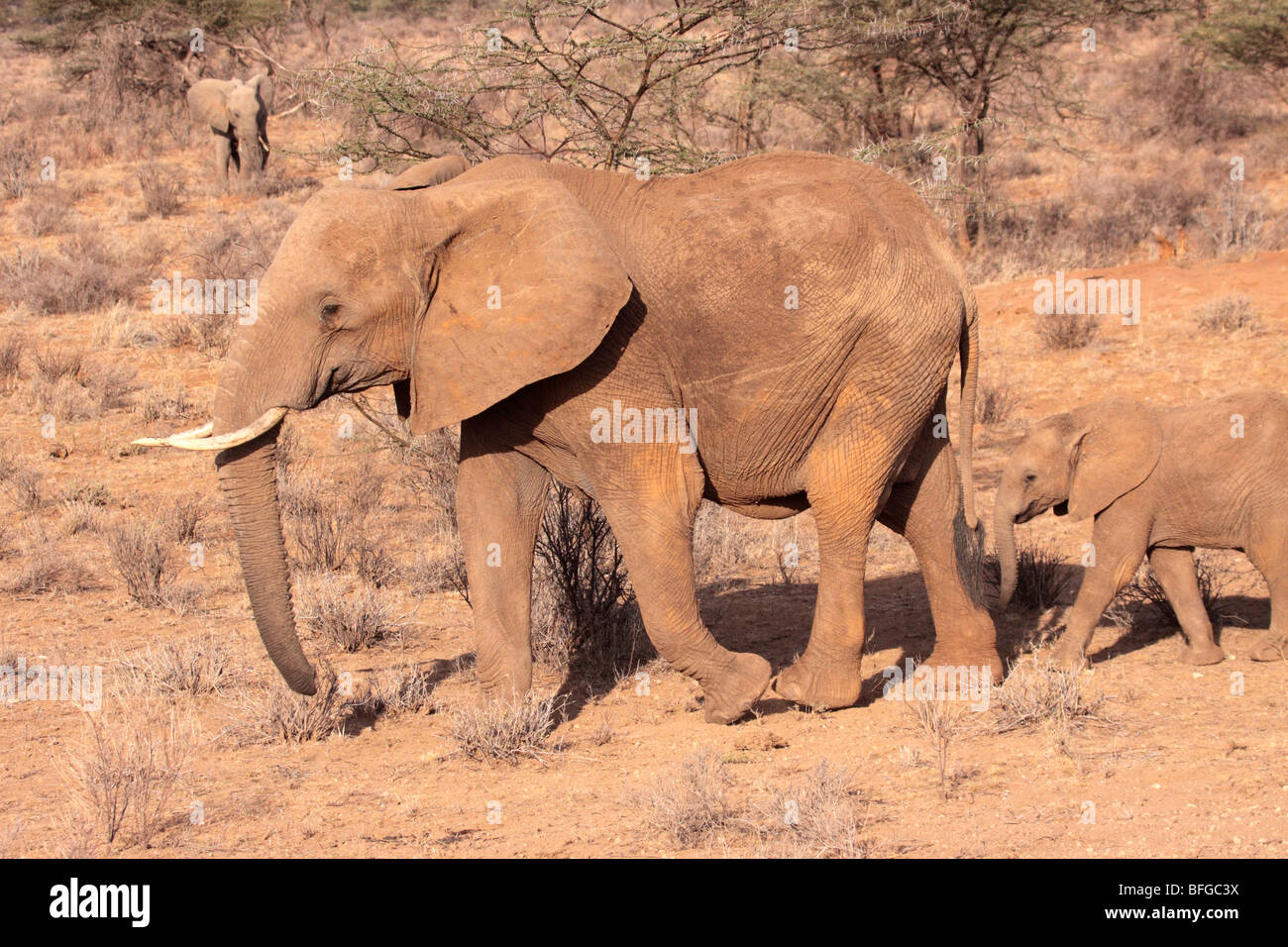 La mère et son veau de l'eléphant d'Afrique Banque D'Images