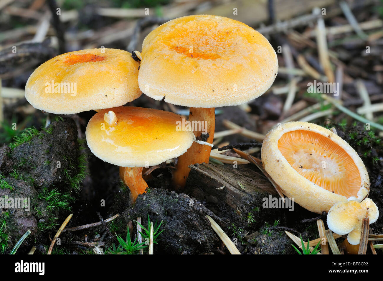 - Hygrophoropsis aurantiaca fausse chanterelle Banque D'Images