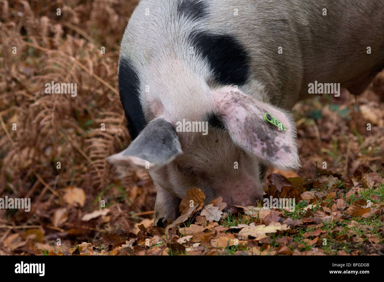 Gloucester vieux Spot porcs en quête de glands à New Forest, Hampshire Banque D'Images