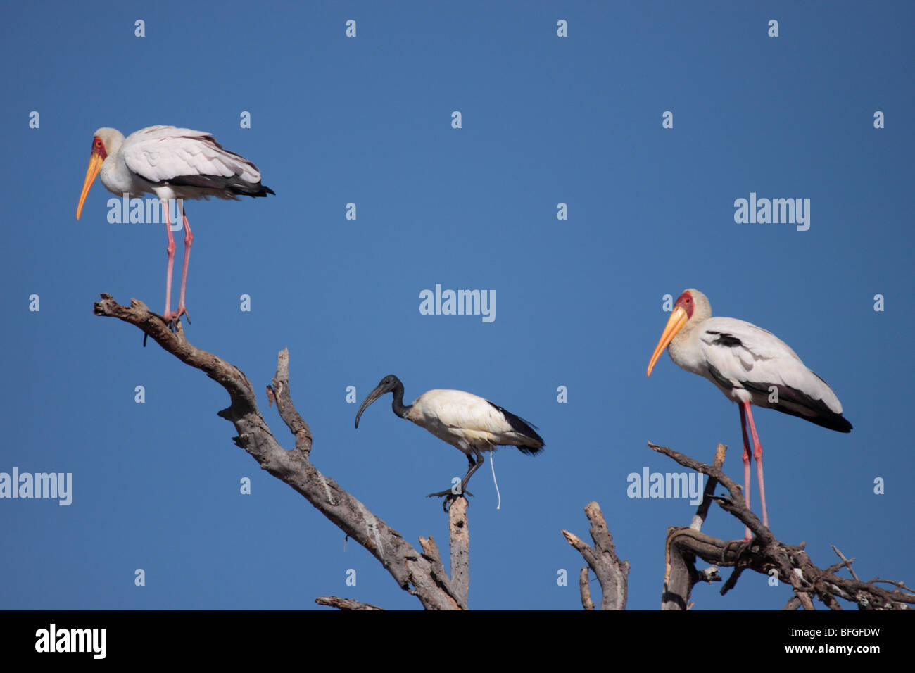 Cigognes à bec jaune d'Afrique et de l'ibis sacré Banque D'Images