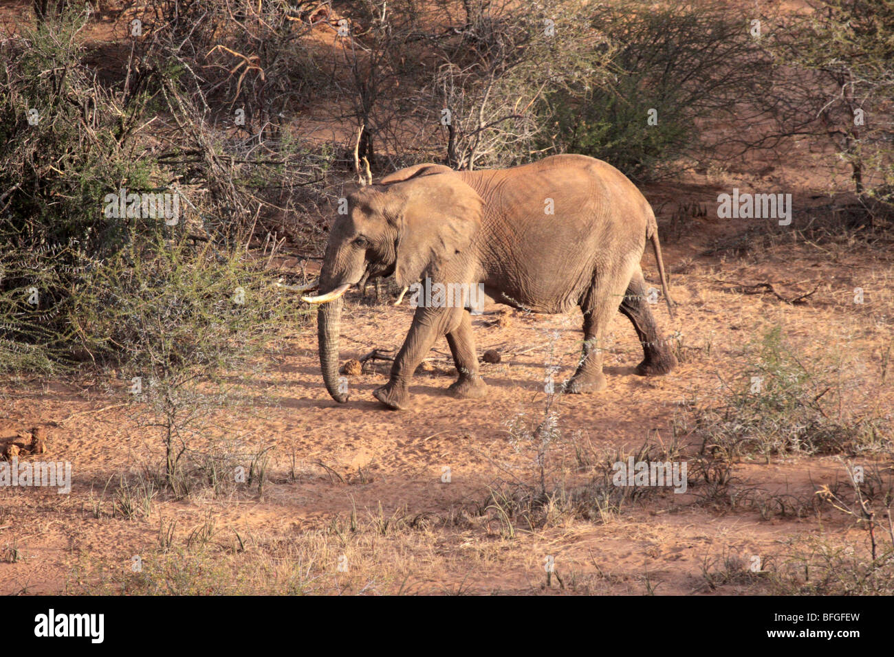 Dans l'éléphant de savane bush Banque D'Images
