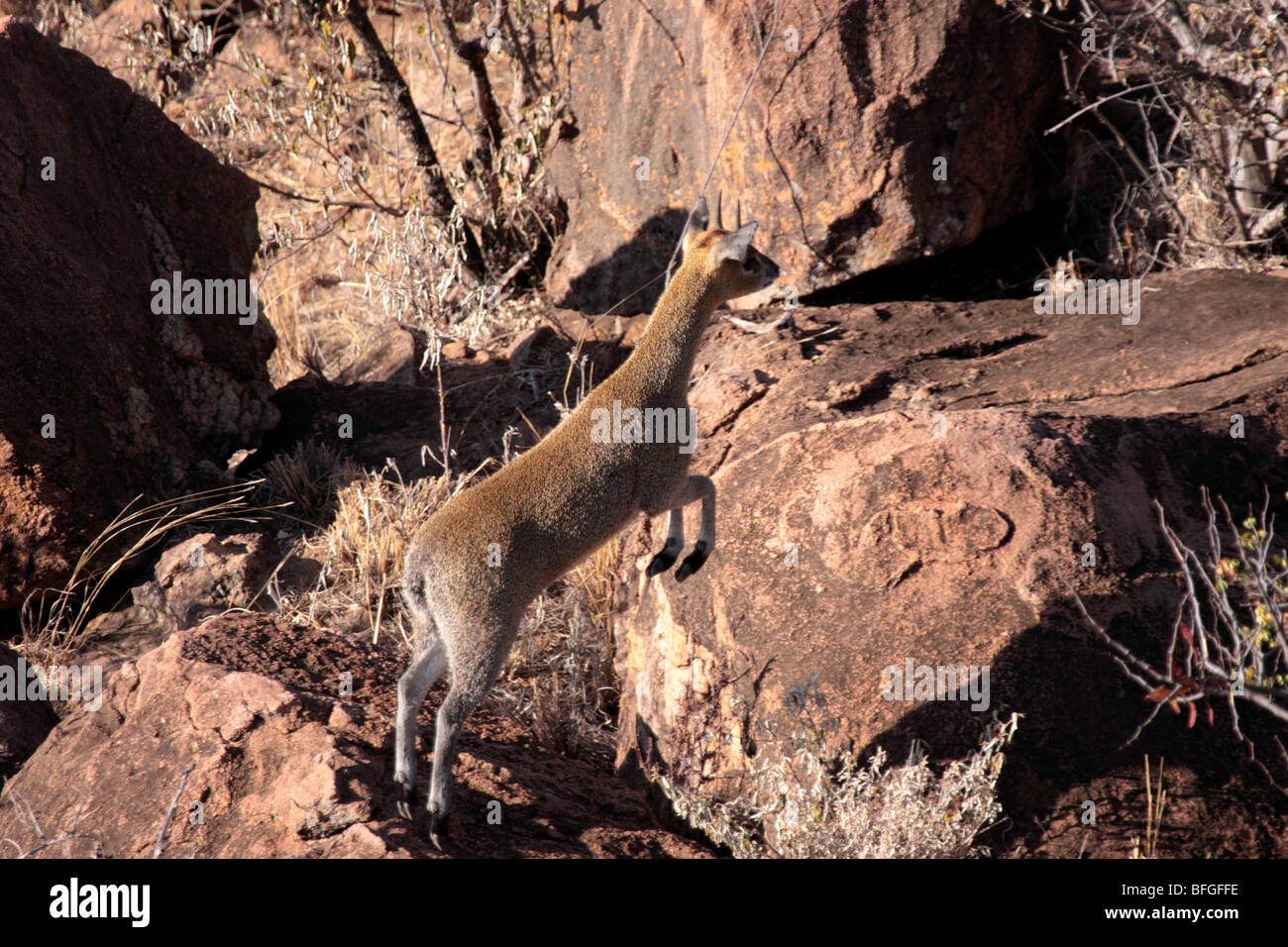 Saut klipspringer Banque D'Images