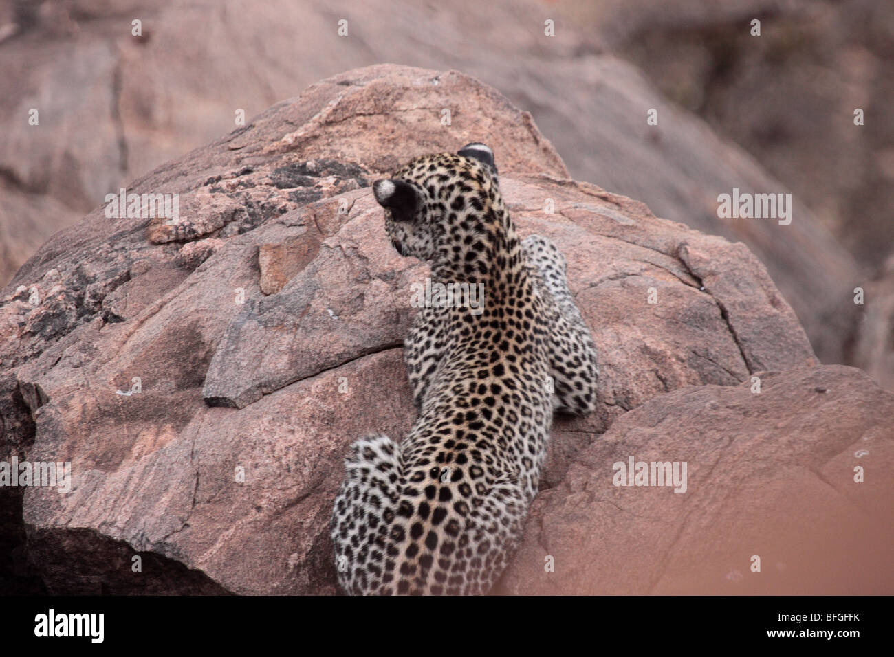 Leopard dans les roches Banque D'Images