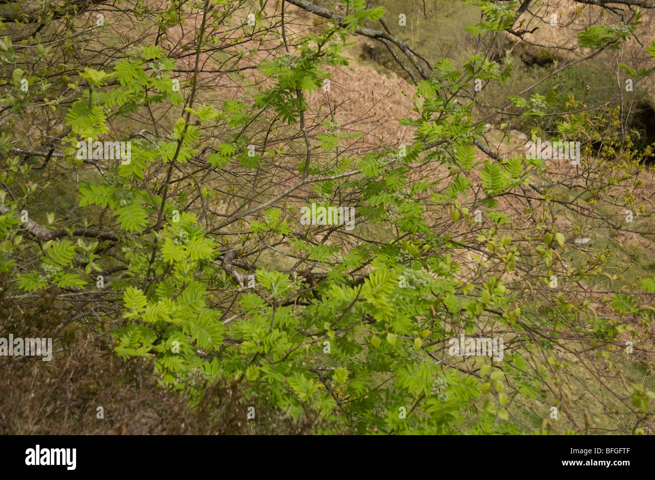 Mountain ash rowan tree, CWM Twrch, parc national de Brecon Beacons, Pays de Galles, Royaume-Uni, Europe Banque D'Images