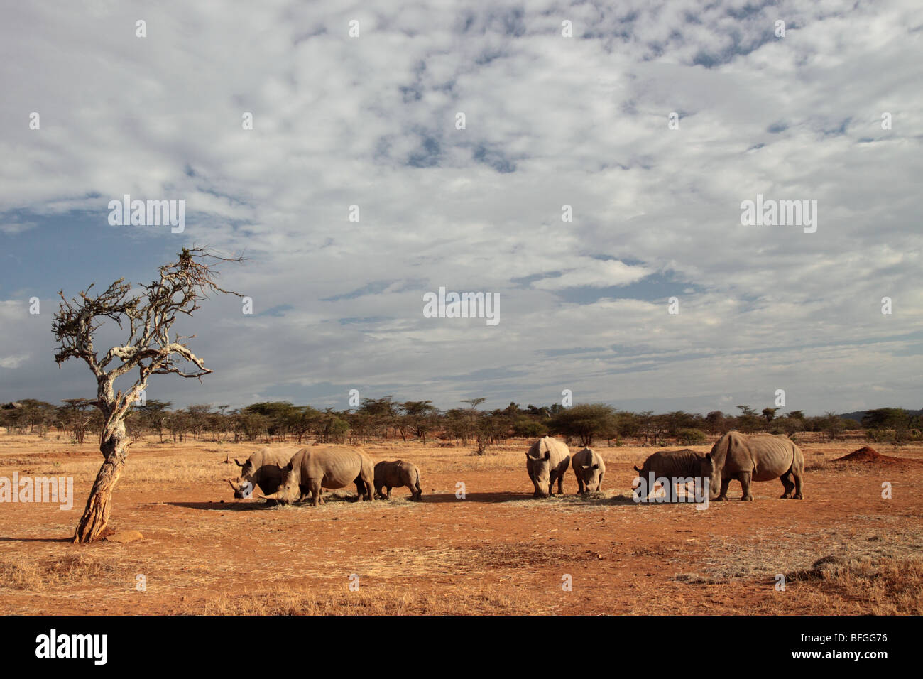 Troupeau de rhinocéros blancs sous ciel d'Afrique Banque D'Images