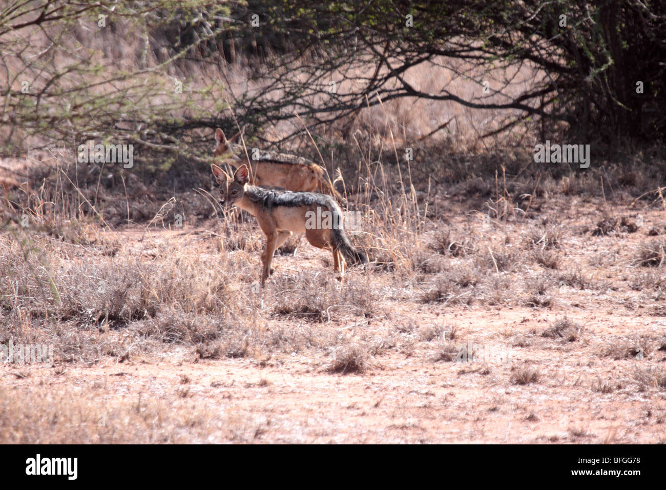 Le chacal à dos noir Banque D'Images