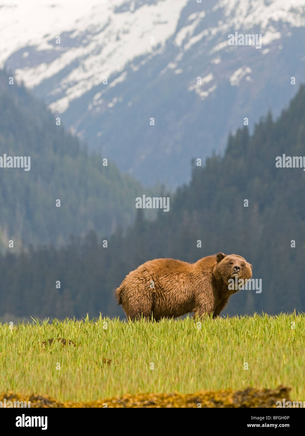 Homme Grizzli (Ursus arctos horribilis) Khutzeymateen Grizzly Bear Sanctuary au nord de Prince Rupert en Colombie-Britannique, Canada Banque D'Images