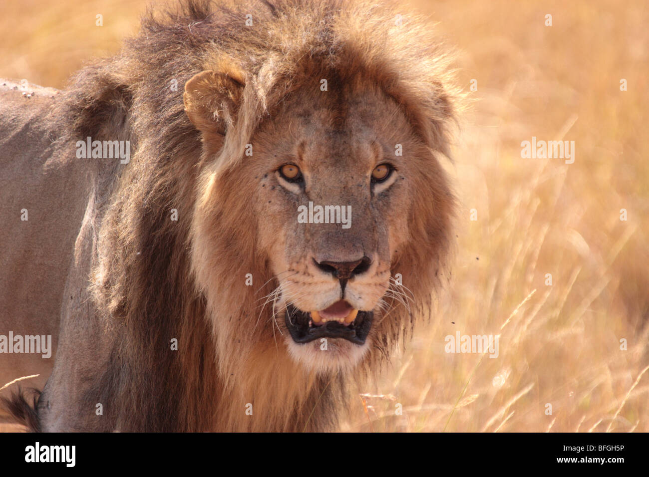 Close-up of male African lion Panthera leo dans le Masai Mara au Kenya Banque D'Images