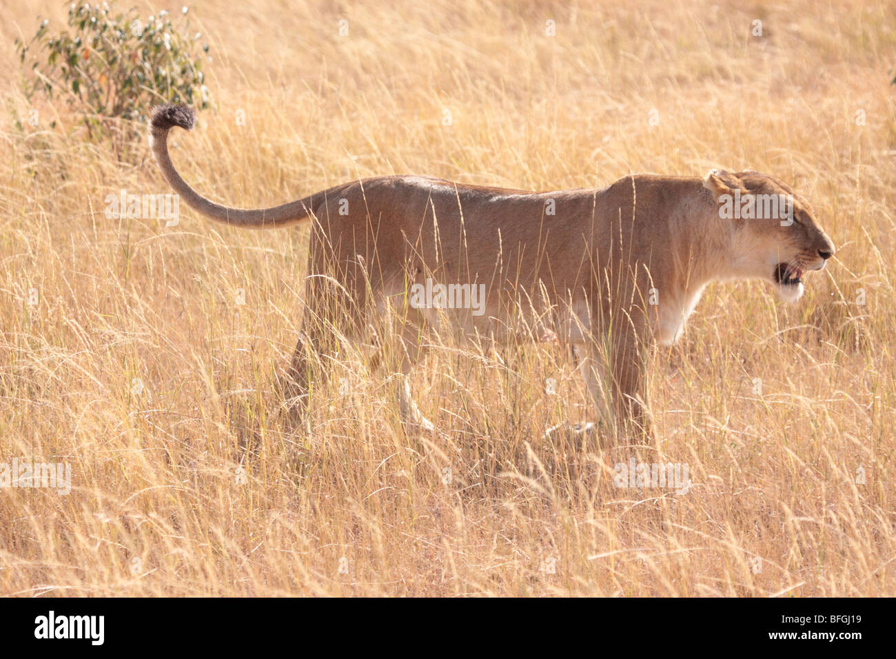 Femme lion dans le Masai Mara Banque D'Images