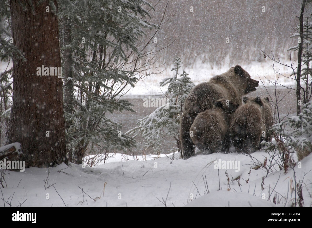 Ours grizzli (Ursus arctos) sow et 1ère année d'oursons marche à travers la forêt enneigée. La rivière Fishing Branch Ni'iinlii'Njik R écologique Banque D'Images