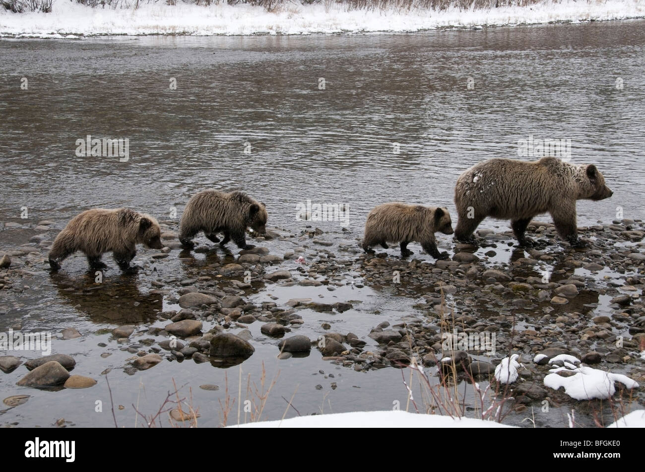 Ours grizzli (Ursus arctos) sow et 1ère année d'oursons. La rivière Fishing Branch Ni'iinlii'Njik Réserve écologique du Canada Territoire du Yukon Banque D'Images