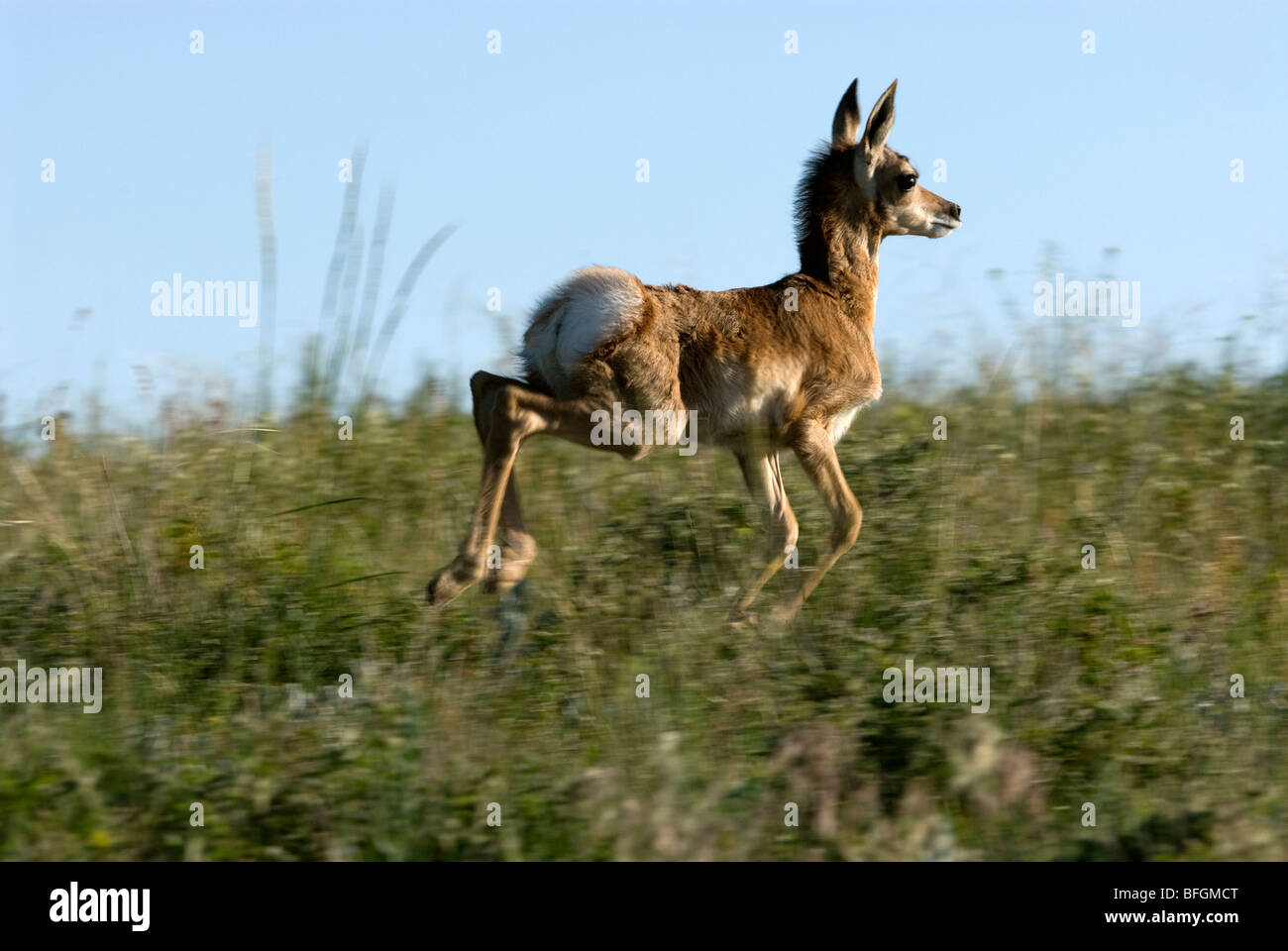 L'Antilope d'Amérique (Antilocapra americana), fauve s'exécutant dans l'habitat de prairie. Custer State Park, South Dakota, USA Banque D'Images