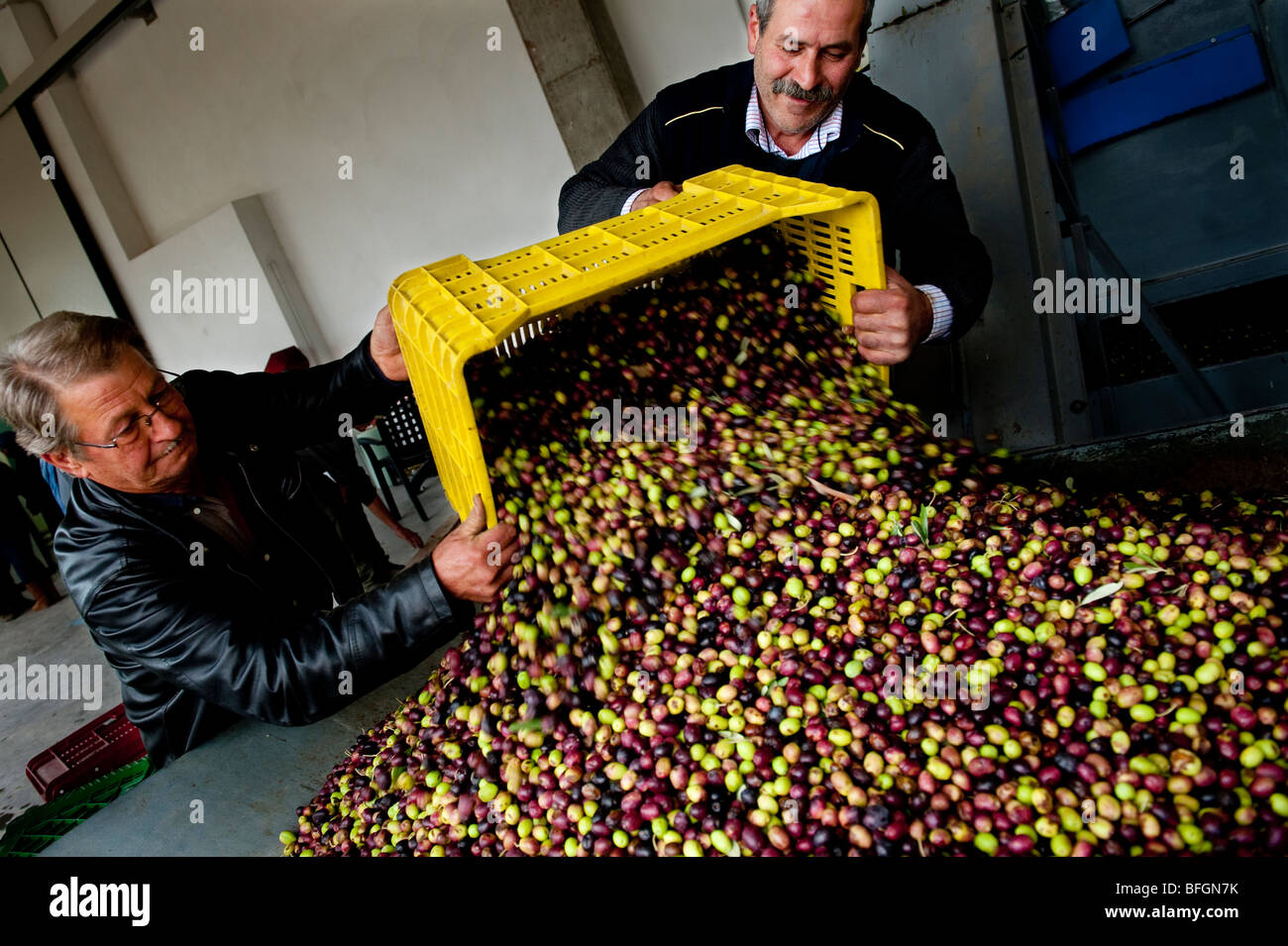 Deux travailleurs olives bio chargement en usine prêt pour d'appuyer sur pour l'huile d'olive, Chieti, Abruzzes, Italie Banque D'Images
