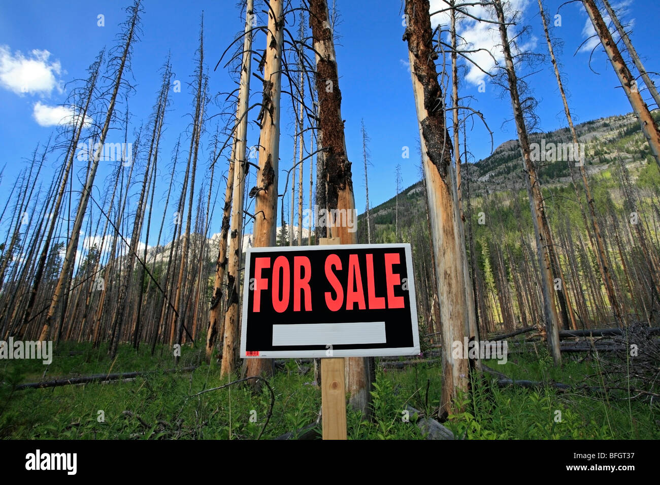 Panneau De Forêt Banque d'image et photos Alamy