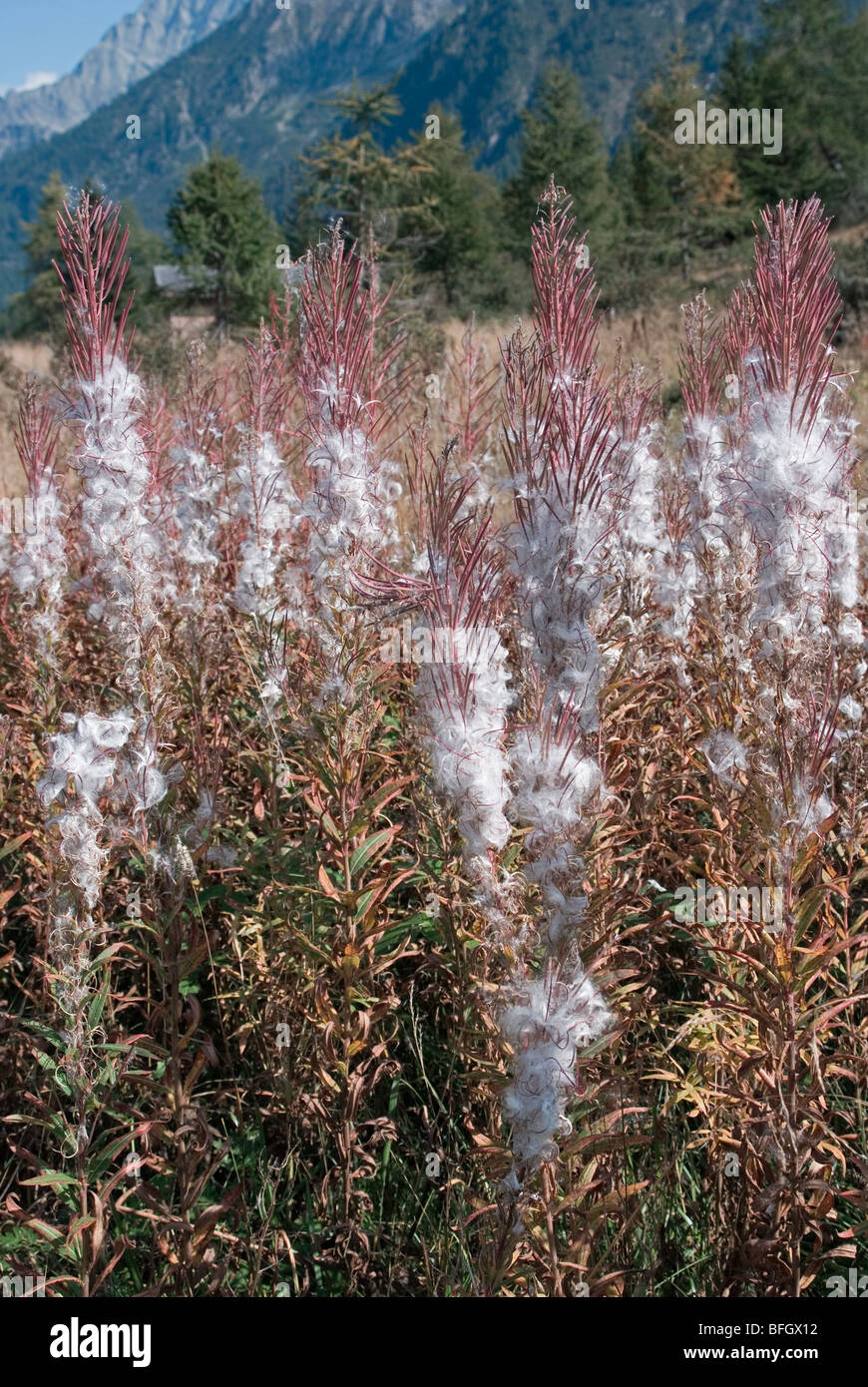 Rosebay willowherb (Epilobium angustifolium) seedhead et la poussière à l'automne - Parc Naturel Adamello Brenta - Trentino - Italie Banque D'Images