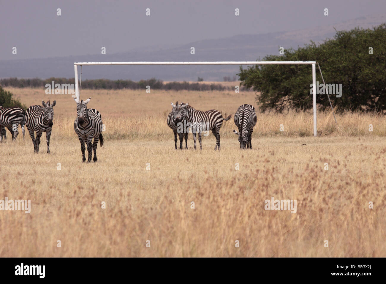 Les zèbres sur le terrain de soccer Banque D'Images