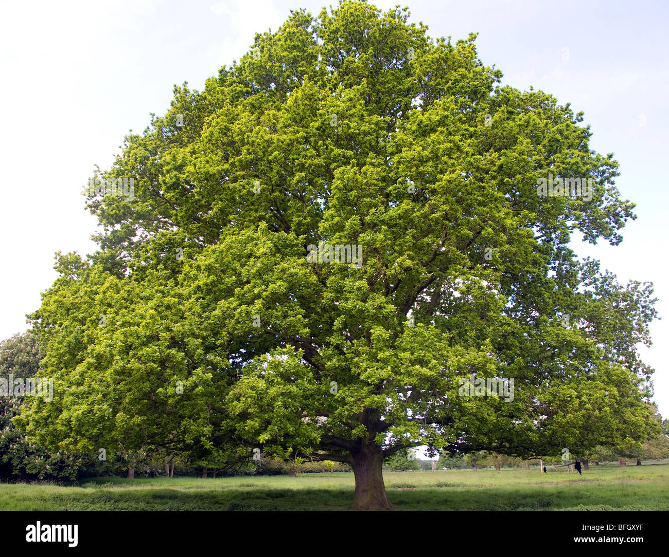 Arbre de chêne anglais au printemps, Sutton, Suffolk, Angleterre Banque D'Images