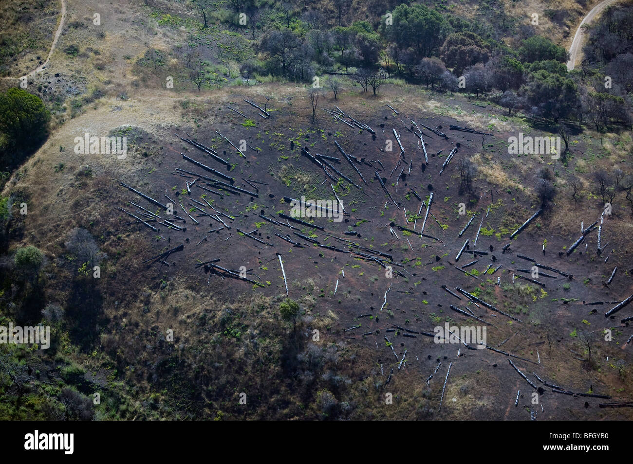 Vue aérienne la coupe d'Eucalyptus sur les espèces envahissantes l'Angel Island 'San Francisco' Banque D'Images