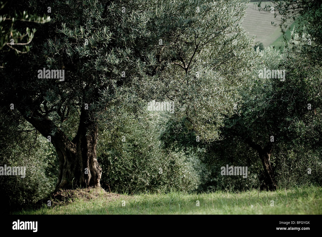 Les arbres d'Olive Grove en prêt pour la récolte, Chieti, Abruzzes, Italie Banque D'Images