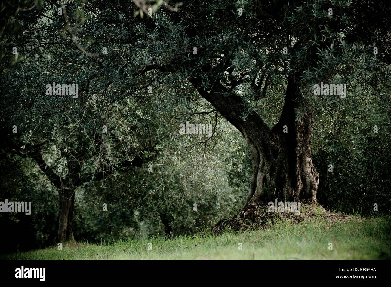 Les arbres d'Olive Grove en prêt pour la récolte, Chieti, Abruzzes, Italie Banque D'Images