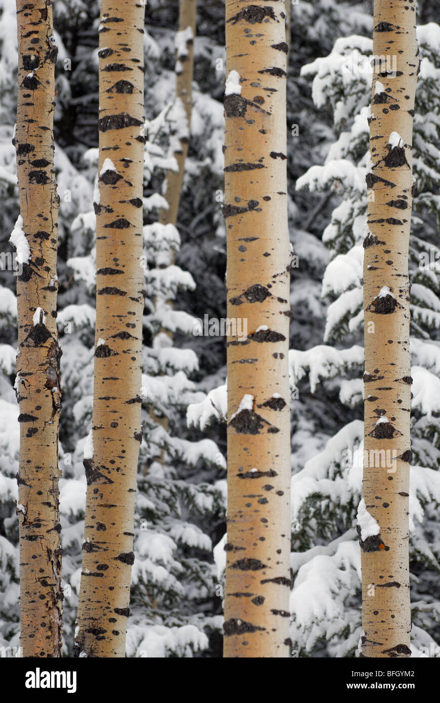 Forêt mixte en pleine tempête. La région de Kananaskis, Alberta, Canada Banque D'Images
