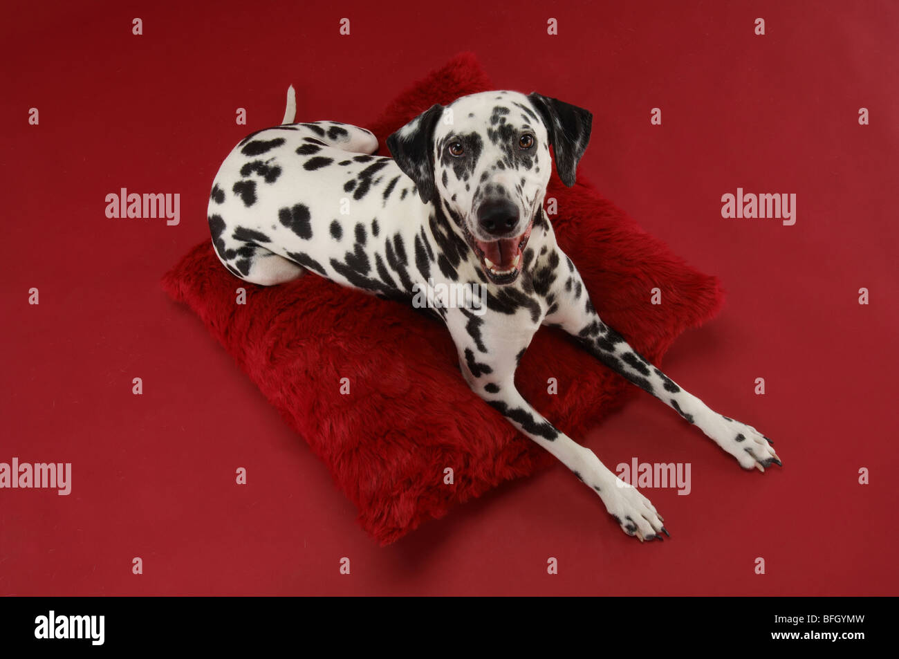 Chien dalmatien on Pillow Banque D'Images