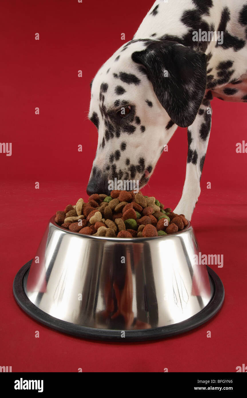 Chien dalmatien mangeant de Dog Bowl Banque D'Images