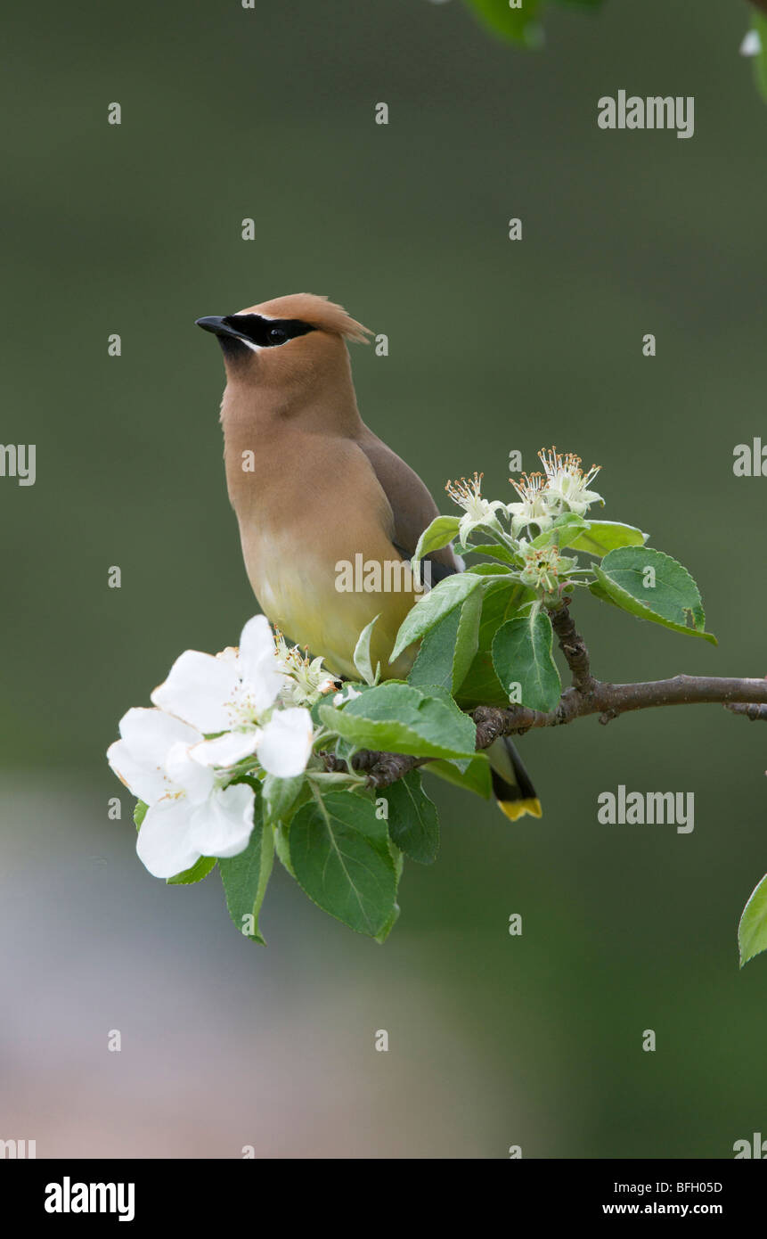 Dans Waxwing-Bombycilla cedrorum Cedar Norland floraison pommier, printemps, lac Supérieur, Ontario Banque D'Images