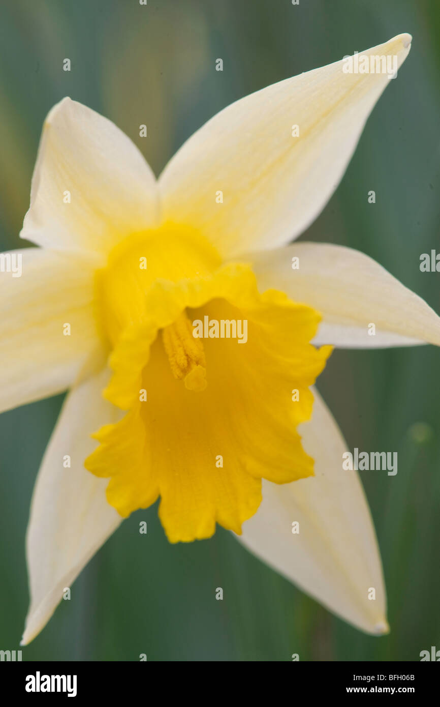 Narcissus pseudonarcissus jonquille sauvage qu'on trouve encore dans quelques forêts semi-naturelles Banque D'Images