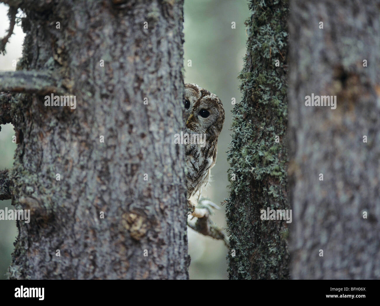 Owl peeking de derrière tree Banque D'Images