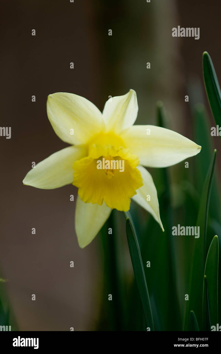 Narcissus pseudonarcissus jonquille sauvage - Banque D'Images