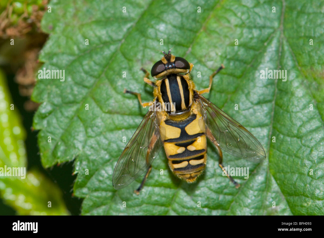 Hoverfly (Helophilus pendulus) sur la feuille. Kent, UK, juillet. Banque D'Images