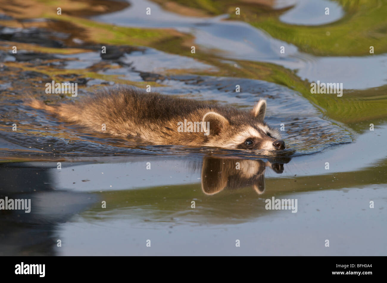 Le raton laveur (Procyon lotor) Nager dans l'étang. L'Amérique du Nord. Banque D'Images
